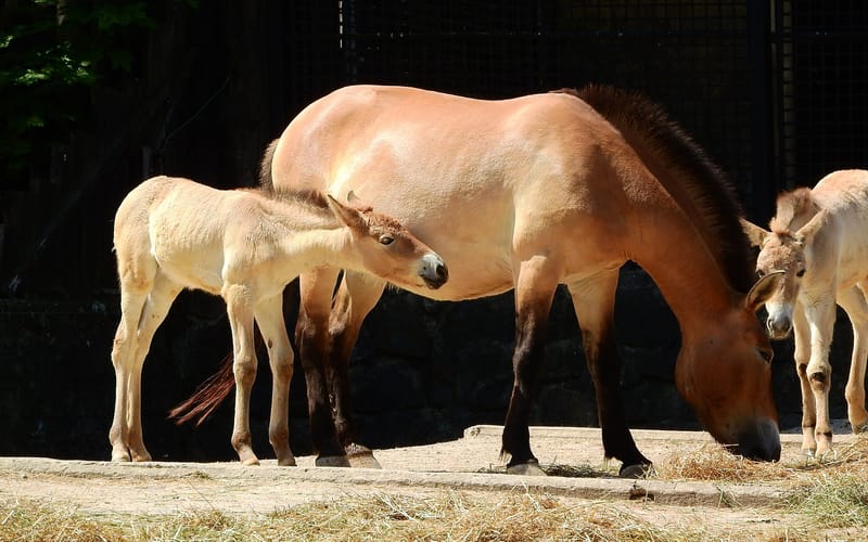 This Cloned Horse is the first of its Kind In The World The Hoard